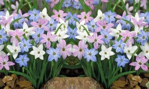 Saksıda ipheion çiçeği yetişmiş