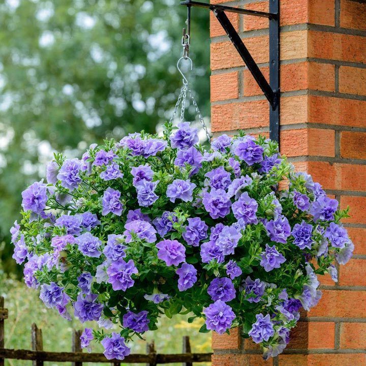 Sophia katlı sarkan petunya fidesi kokulu çiçek tumbelina 7 yada 9 cm saksıda