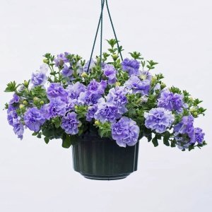 Sophia katlı sarkan petunya fidesi kokulu çiçek tumbelina 7 yada 9 cm saksıda