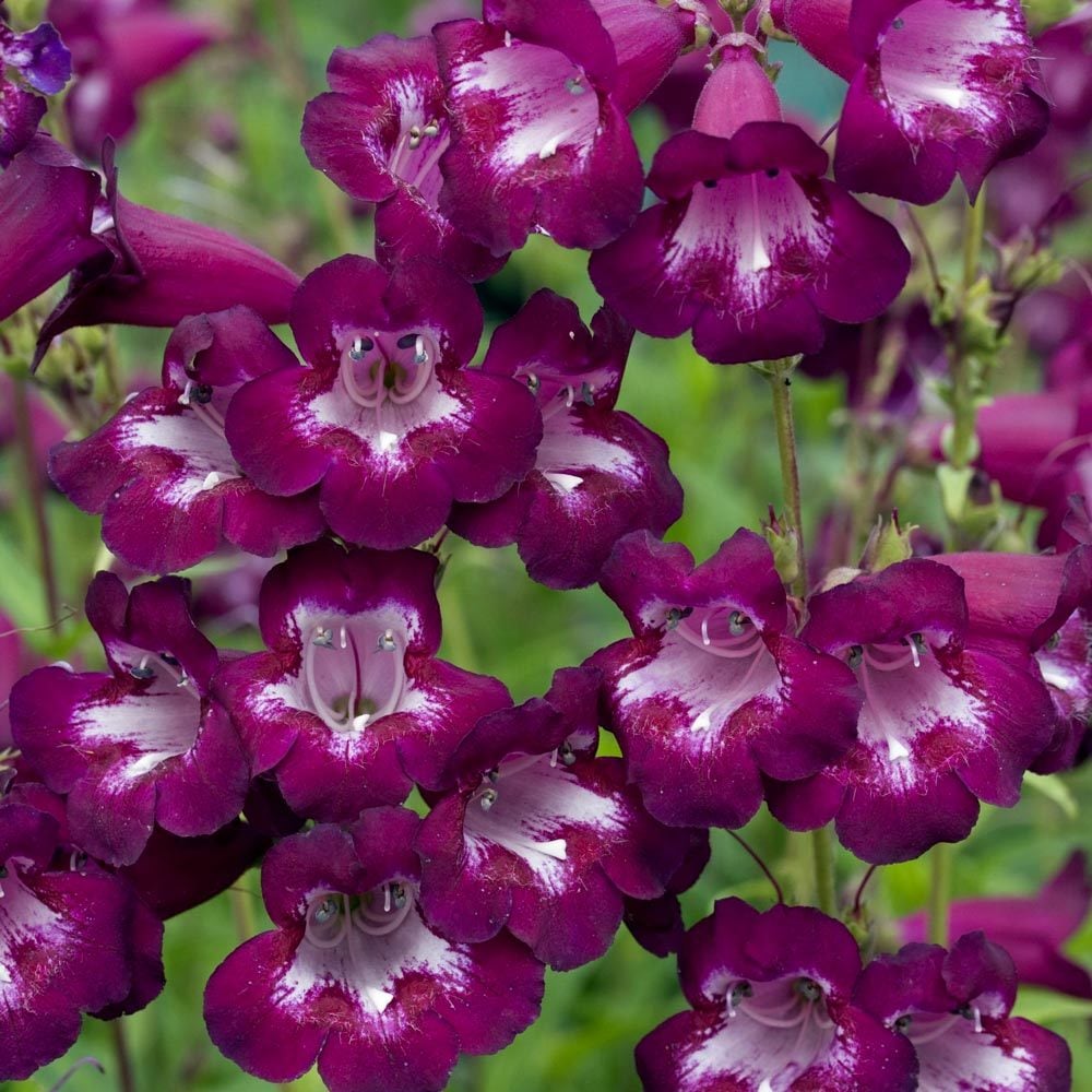 Plum Jerkum penstemon hartwegii fidesi çok yıllık