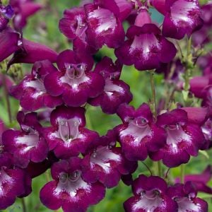 Plum Jerkum penstemon hartwegii fidesi çok yıllık