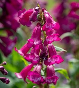 Plum Jerkum penstemon hartwegii fidesi çok yıllık