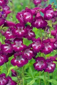 Plum Jerkum penstemon hartwegii fidesi çok yıllık