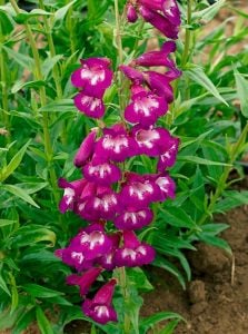 Plum Jerkum penstemon hartwegii fidesi çok yıllık