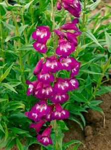 Plum Jerkum penstemon hartwegii fidesi çok yıllık