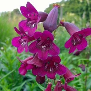Plum Jerkum penstemon hartwegii fidesi çok yıllık