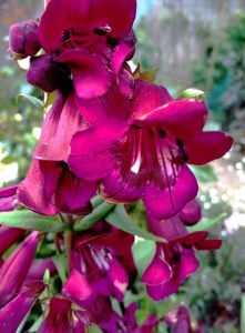 Plum Jerkum penstemon hartwegii fidesi çok yıllık