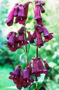 Plum Jerkum penstemon hartwegii fidesi çok yıllık