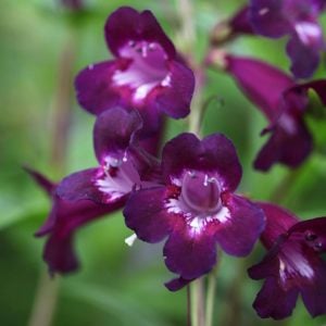 Plum Jerkum penstemon hartwegii fidesi çok yıllık