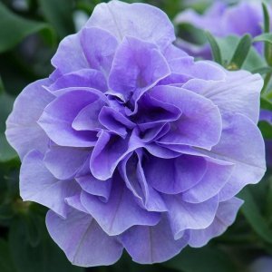 Sophia katlı sarkan petunya fidesi kokulu çiçek tumbelina 7 yada 9 cm saksıda