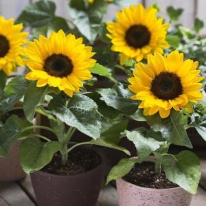 Cüce ayçiçeği tohumu saksı çeşidi 30-50 cm. boylanır