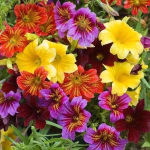 Salpiglossis çiçeği fidesi karışık renkler royale serisi 7 cm saksıda