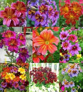 Salpiglossis çiçeği fidesi karışık renkler royale serisi 7 cm saksıda