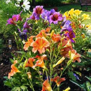 Salpiglossis çiçeği fidesi karışık renkler royale serisi 7 cm saksıda
