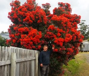 Kırmızı çiçekli okaliptüs fidanı corymbia ficifolia