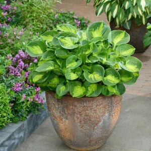 Hosta Sunset Grooves süpürge çiçeği saksıda yetişmiş