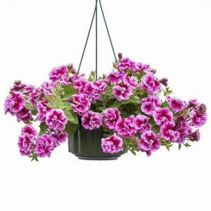 Francesca katlı sarkan petunya fidesi kokulu çiçek tumbelina 7 yada 9 cm saksıda