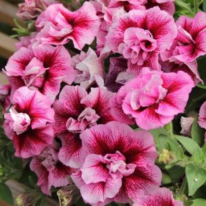 Francesca katlı sarkan petunya fidesi kokulu çiçek tumbelina 7 yada 9 cm saksıda