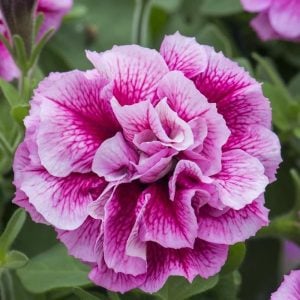 Francesca katlı sarkan petunya fidesi kokulu çiçek tumbelina 7 yada 9 cm saksıda