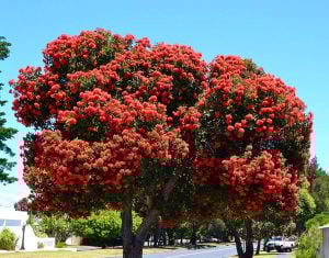 Kırmızı çiçekli okaliptüs fidanı corymbia ficifolia
