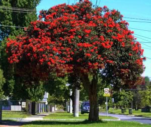 Kırmızı çiçekli okaliptüs fidanı corymbia ficifolia