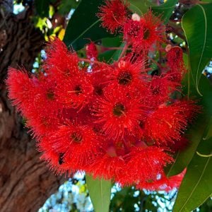 Kırmızı çiçekli okaliptüs fidanı corymbia ficifolia