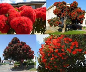 Kırmızı çiçekli okaliptüs fidanı corymbia ficifolia