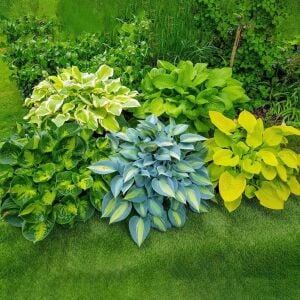 Hosta Sunset Grooves süpürge çiçeği saksıda yetişmiş
