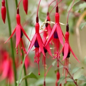 Mrs. Popple dona dayanıklı küpe çiçeği fidesi 7 yada 9 cm saksıda