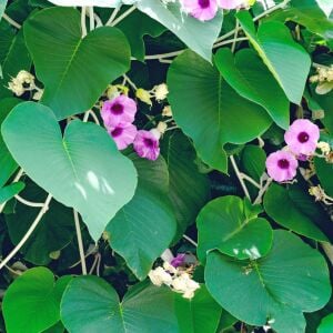 Argyreia nervosa tohumu hawaii orman gülü sarmaşık tohumu