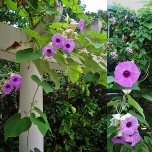 Argyreia nervosa tohumu hawaii orman gülü sarmaşık tohumu