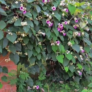 Argyreia nervosa tohumu hawaii orman gülü sarmaşık tohumu