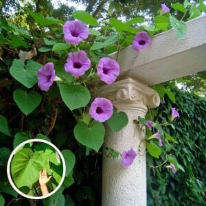 Argyreia nervosa tohumu hawaii orman gülü sarmaşık tohumu