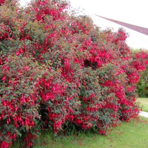 Mrs. Popple dona dayanıklı küpe çiçeği fidesi 7 yada 9 cm saksıda