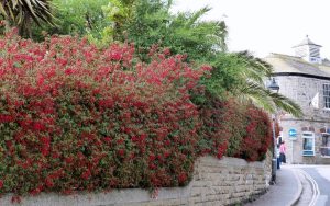 Mrs. Popple dona dayanıklı küpe çiçeği fidesi 7 yada 9 cm saksıda