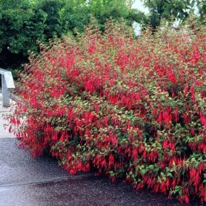 Mrs. Popple dona dayanıklı küpe çiçeği fidesi 7 yada 9 cm saksıda