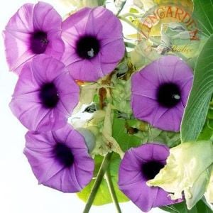 Argyreia nervosa tohumu hawaii orman gülü sarmaşık tohumu