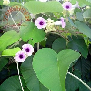Argyreia nervosa tohumu hawaii orman gülü sarmaşık tohumu