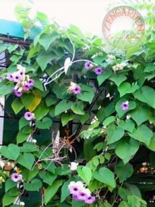 Argyreia nervosa tohumu hawaii orman gülü sarmaşık tohumu