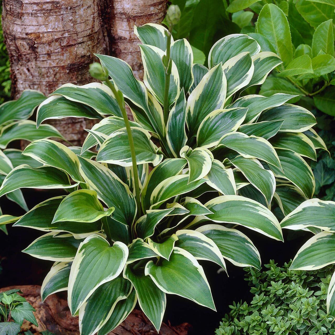Hosta Queen Josephine süpürge çiçeği saksıda yetişmiş