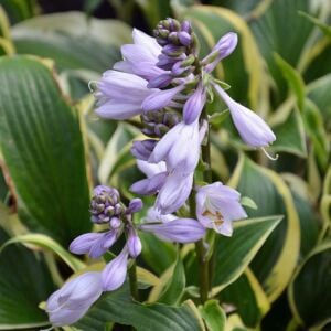 Hosta Queen Josephine süpürge çiçeği saksıda yetişmiş