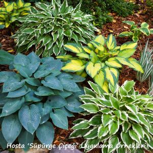 Hosta Queen Josephine süpürge çiçeği saksıda yetişmiş