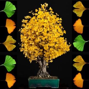 Ginkgo biloba fidanı anaç Edward Whittall bahçeleri