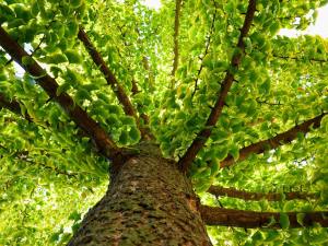 Ginkgo biloba fidanı anaç Edward Whittall bahçeleri