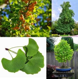 Ginkgo biloba fidanı anaç Edward Whittall bahçeleri