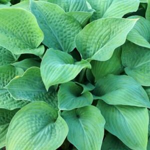 Hosta Marmalade on Toast süpürge çiçeği saksıda yetişmiş