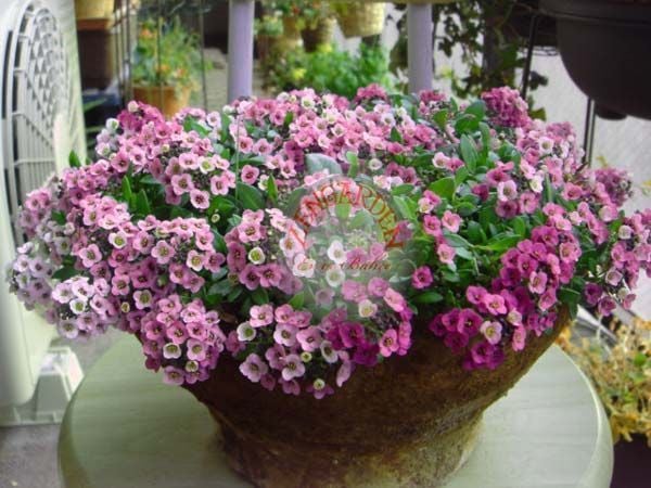 Alyssum tohumu kokulu ballıca gül bahçesi serisi