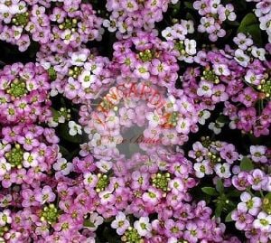 Alyssum tohumu kokulu ballıca gül bahçesi serisi