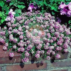 Alyssum tohumu kokulu ballıca gül bahçesi serisi