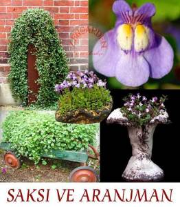 Sarkan nakkaş bitkisi fidesi nakkaş sarmaşık cymbalaria muralis ivy 6 fide